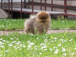 Mini toy (spitz pomeranian) тип мишка