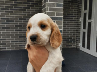 English Cocker Spaniel