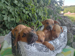 Pit bull boxer cauta stapini 2 luni foto 2