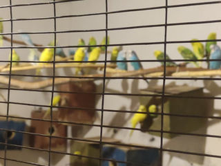 Волнистые попугаи foto 3