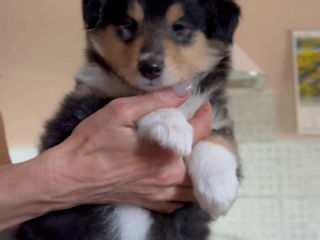 Pui collie rough (ciobanesc scotian) foto 0
