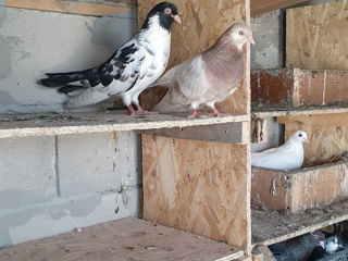 Измаловские голуби вертуны foto 1