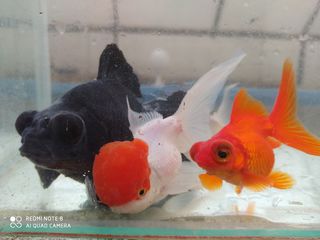 Золотая рыбка и другие виды аквариумных рыбок! foto 1