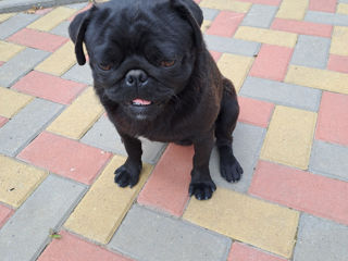 Mops foto 4