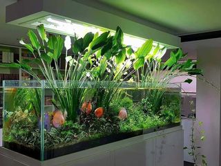 Создам долговечные  аквариумы с живыми растениями и не только. foto 5