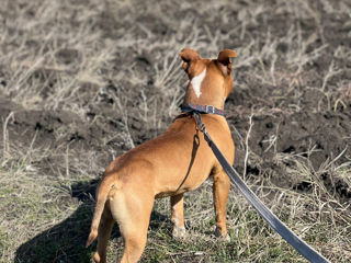 American Staffordshire Terrier ( Archi ) caută femelă pentru împerechere . foto 6