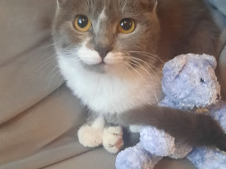 Pisicuța spre adoptie/ Кошечка к присиройству foto 0