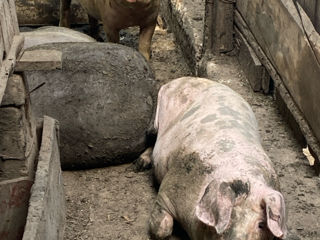 Vind porci de casă foto 2