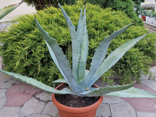 Aloe Agavă foto 3