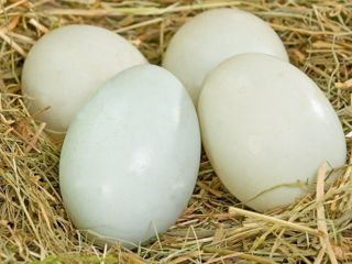 Oua de rata pentru incubare