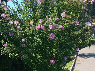 Vind tufe de Hibiscus