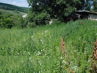 Vind teren pentru constructii,  suprafata 7 ari, Hulboaca foto 1