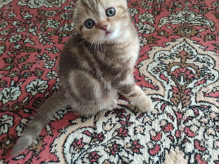 Котята Scottish fold foto 6