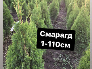 Avem în vânzare Thuja -Smaragd, Columna, Biota, Smaragd Gold,Wodwardi,Globoza,Dancia . foto 4