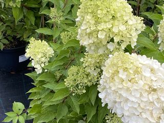 Hortensia / hydrangea foto 7