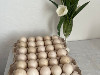 Vînd ouă de rață mută (sălbatică) foto 4