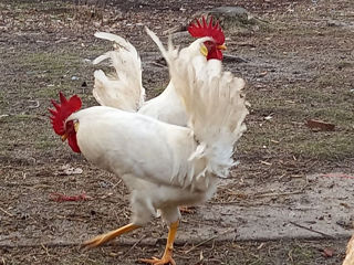 Leghorn foto 2