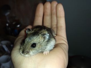 Daruiesc hamsteri , дарю хомячки foto 1