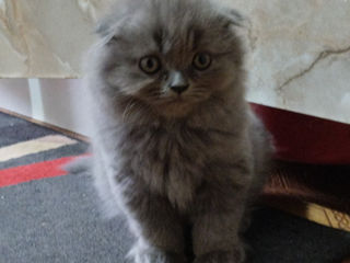 Котёнок Scottish fold. foto 2