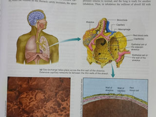 Medicina pentru studenti ro/english. Biology/anatomia animale domestice/anatomie om foto 4