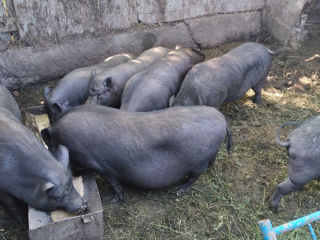 Свинки foto 3