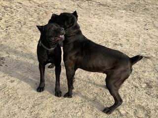 Cane Corso foto 10