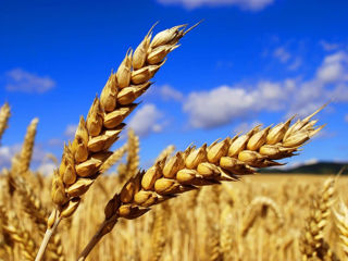 Продам пшеницу 3 тонны foto 1