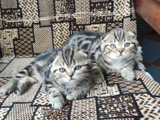 Котята Scottish fold foto 10