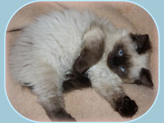 Чудесный красавец  пушистый невский маскарадный котенок. foto 1