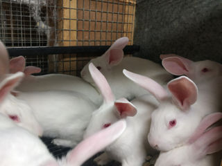 Продам чистопородных кроликов породы белый панон foto 4