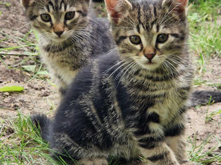 Spre adopție două pisicuțe adorabile