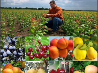 Pomi fructiferi -cais (abrikos )    Pinkot ,  Farbaly , Farallia , Nadejda , Ananasovii      ... foto 1