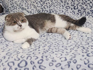 Чистокровный шотландский котик Scottish fold! Шоу класса! foto 3