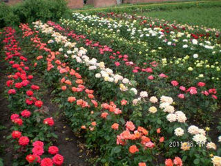 кустовая роза, штамбовая роза, саженцы древовидного пиона, травянистого пиона, буксуса, туи foto 5