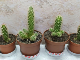 Cactus.Livrare. / Кактус. Доставка. foto 8