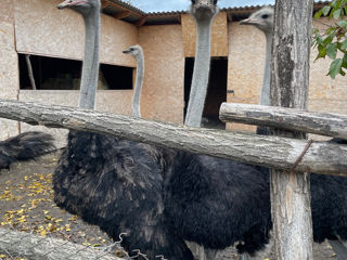 Struti Negru African foto 2