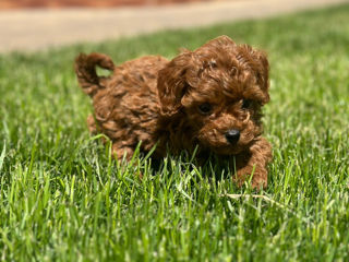 Toy poodle (той пудель) foto 4