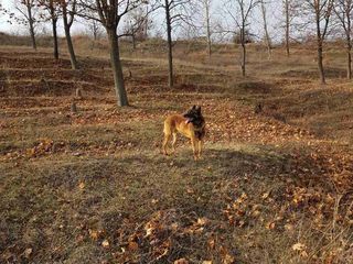 (Malinois) belgian imperechere foto 2