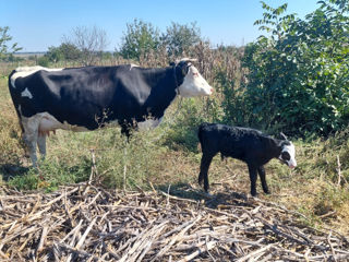 Vând vacă foto 3