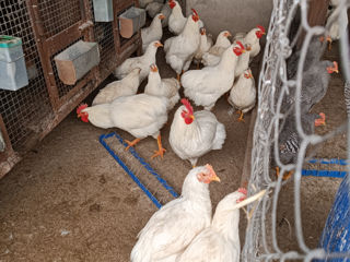 Vind ouă de găină rasa Plimutroc alb pentru incubare foto 8