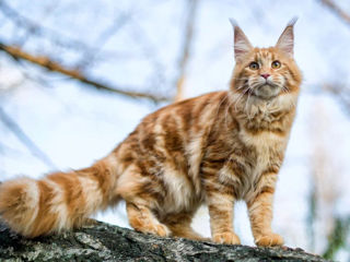 Primesc in dar pisica Maine Coon