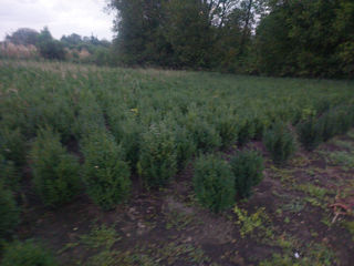 Buxus, Самшыт, foto 3