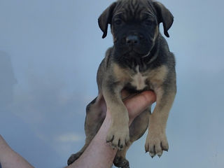 Cane corso  foto 2