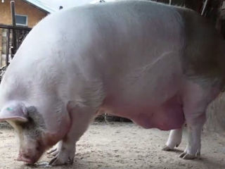 Покупаю свинеи бричаны
