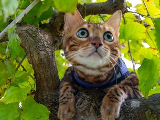 Леопардовые котята. Необычайно красивые Бенгалы  Bengal. foto 5