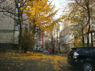 Семена гингко билоба / semințe de ginkgo biloba foto 4