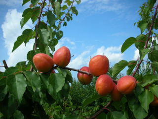 Pomi fructiferi !Cais ( abricos ) , păr ( prăsad ) , nectarine , prun ( perj ) ... foto 10