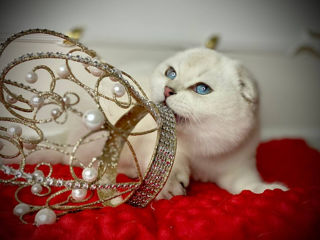 Scottish fold foto 6