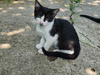 Gratis 2 motani și o pisica pentru iubitori de animale