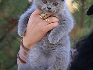 Montă - imperechere,cu motan scottish fold foto 8